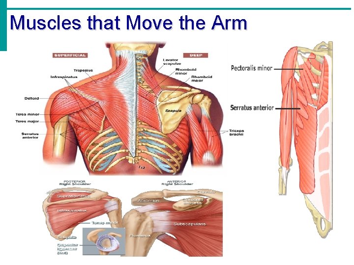 Muscles that Move the Arm 
