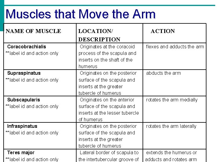 Muscles that Move the Arm NAME OF MUSCLE LOCATION/ DESCRIPTION Coracobrachialis **label id and