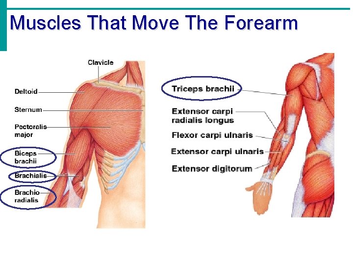 Muscles That Move The Forearm 