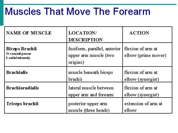 Muscles That Move The Forearm NAME OF MUSCLE LOCATION/ DESCRIPTION Biceps Brachii fusiform, parallel,