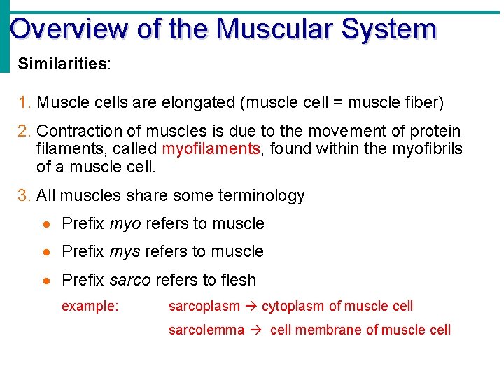 Overview of the Muscular System Similarities: 1. Muscle cells are elongated (muscle cell =