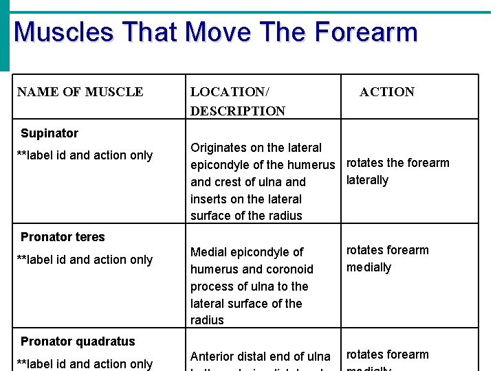 Muscles That Move The Forearm NAME OF MUSCLE LOCATION/ DESCRIPTION Supinator **label id and