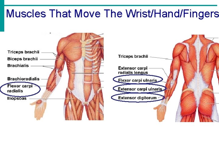 Muscles That Move The Wrist/Hand/Fingers 