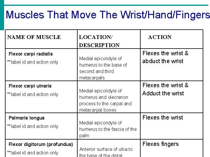 Muscles That Move The Wrist/Hand/Fingers NAME OF MUSCLE LOCATION/ DESCRIPTION Flexor carpi radialis Medial