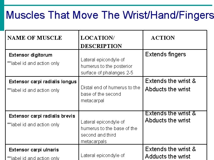 Muscles That Move The Wrist/Hand/Fingers NAME OF MUSCLE Extensor digitorum **label id and action
