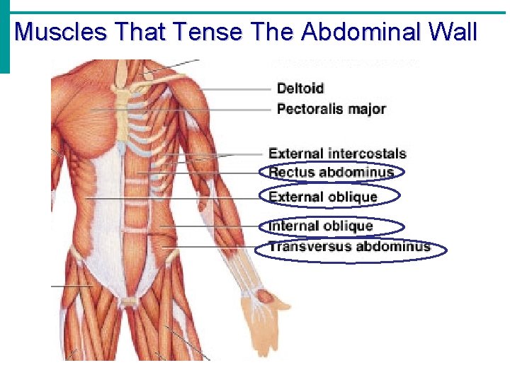 Muscles That Tense The Abdominal Wall 