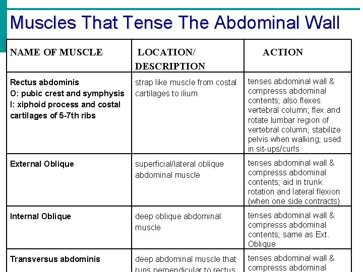 Muscles That Tense The Abdominal Wall NAME OF MUSCLE LOCATION/ DESCRIPTION Rectus abdominis O: