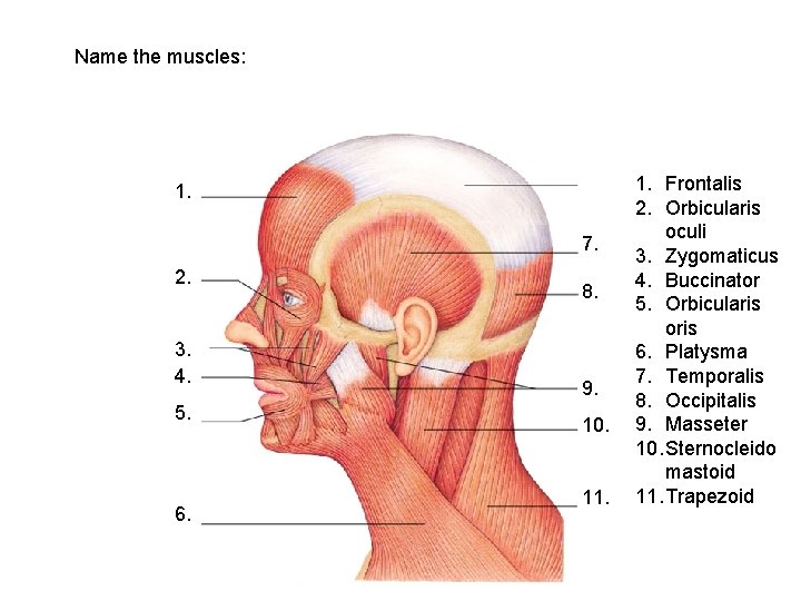 Name the muscles: 1. 2. 3. 4. 5. 6. 1. Frontalis 2. Orbicularis oculi