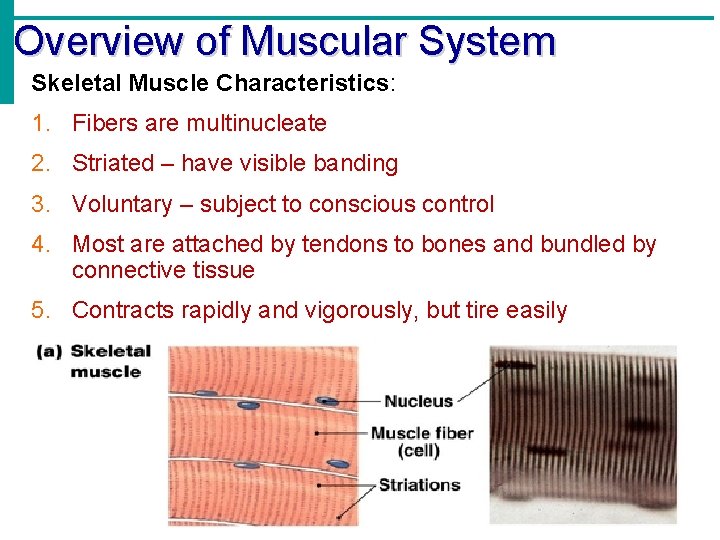 Overview of Muscular System Skeletal Muscle Characteristics: 1. Fibers are multinucleate 2. Striated –