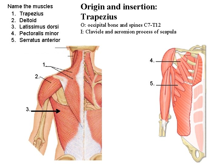 Name the muscles 1. Trapezius 2. Deltoid 3. Latissimus dorsi 4. Pectoralis minor 5.