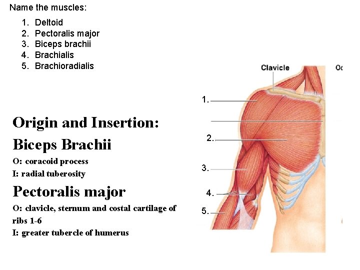 Name the muscles: 1. 2. 3. 4. 5. Deltoid Pectoralis major Biceps brachii Brachialis