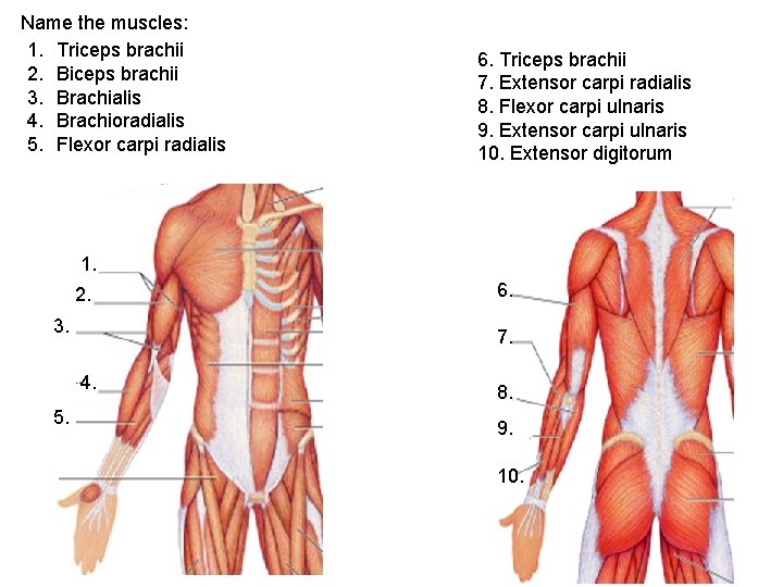 Name the muscles: 1. Triceps brachii 2. Biceps brachii 3. Brachialis 4. Brachioradialis 5.