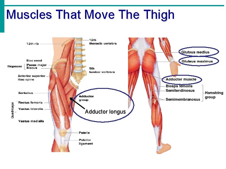Muscles That Move Thigh Adductor longus 