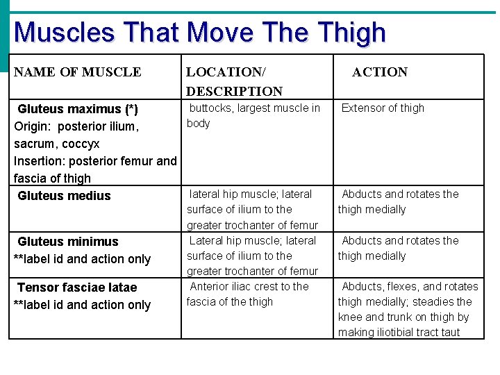 Muscles That Move Thigh NAME OF MUSCLE LOCATION/ DESCRIPTION Gluteus maximus (*) Origin: posterior