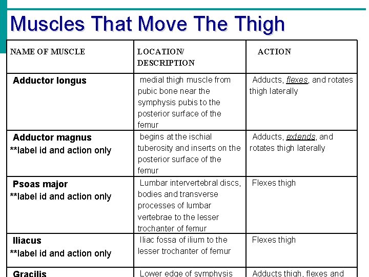 Muscles That Move Thigh NAME OF MUSCLE LOCATION/ DESCRIPTION Adductor longus medial thigh muscle