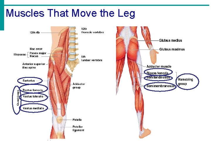 Muscles That Move the Leg 