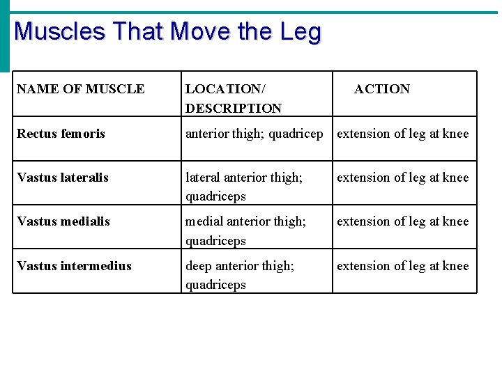 Muscles That Move the Leg NAME OF MUSCLE LOCATION/ DESCRIPTION ACTION Rectus femoris anterior