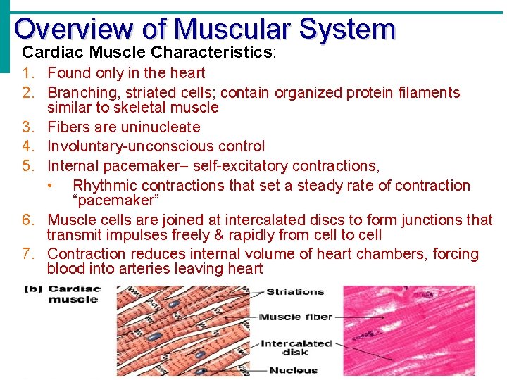 Overview of Muscular System Cardiac Muscle Characteristics: 1. Found only in the heart 2.
