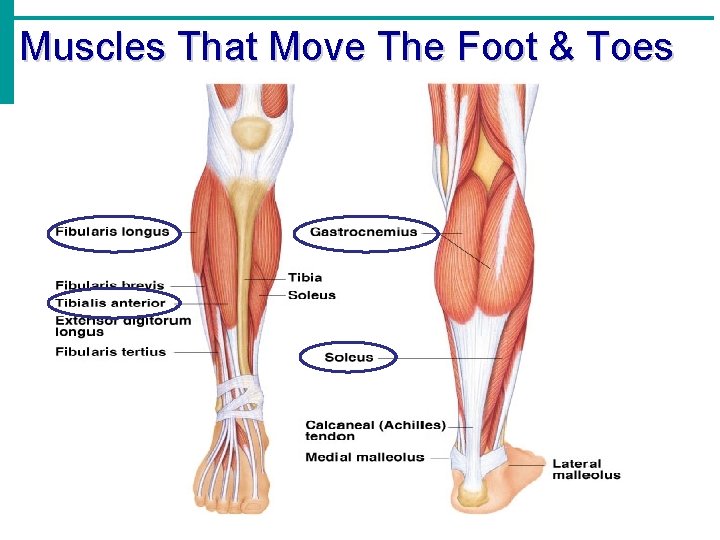 Muscles That Move The Foot & Toes 