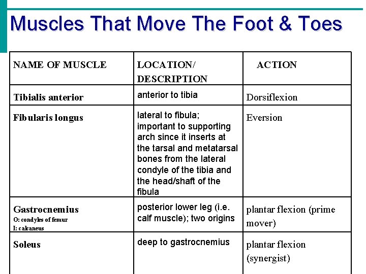 Muscles That Move The Foot & Toes NAME OF MUSCLE Tibialis anterior Fibularis longus