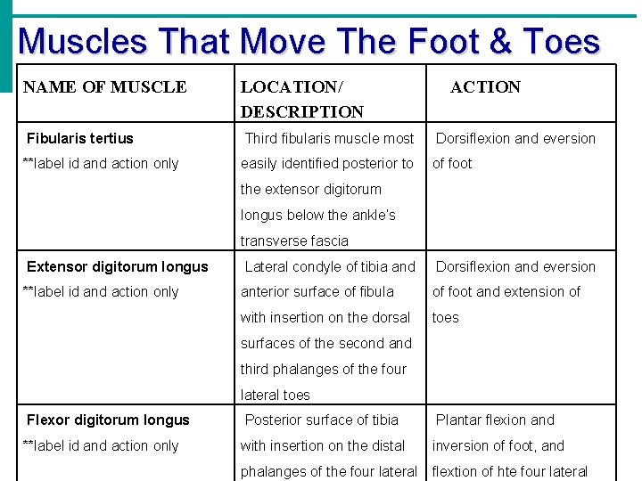 Muscles That Move The Foot & Toes NAME OF MUSCLE LOCATION/ DESCRIPTION ACTION Fibularis