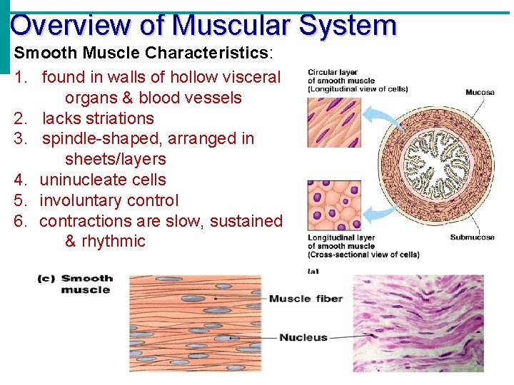 Overview of Muscular System Smooth Muscle Characteristics: 1. found in walls of hollow visceral