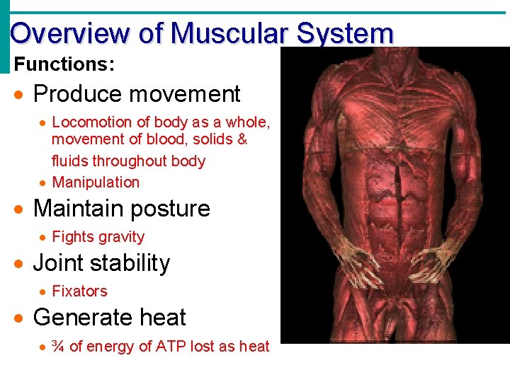 Overview of Muscular System Functions: · Produce movement · Locomotion of body as a