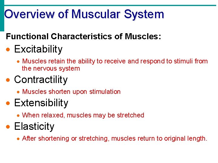 Overview of Muscular System Functional Characteristics of Muscles: · Excitability · Muscles retain the