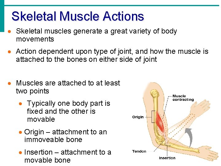 Skeletal Muscle Actions · Skeletal muscles generate a great variety of body movements ·