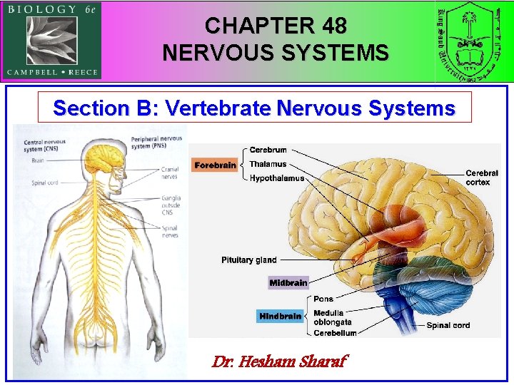 CHAPTER 48 NERVOUS SYSTEMS Section B: Vertebrate Nervous Systems Dr. Hesham Sharaf 