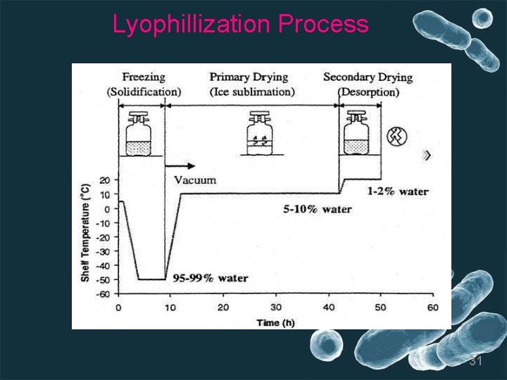 Lyophillization Process 31 