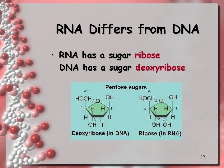 RNA Differs from DNA • RNA has a sugar ribose DNA has a sugar RNA Differs from DNA • RNA has a sugar ribose DNA has a sugar