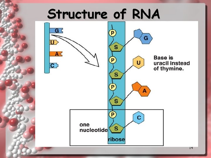 Structure of RNA 14 Structure of RNA 14
