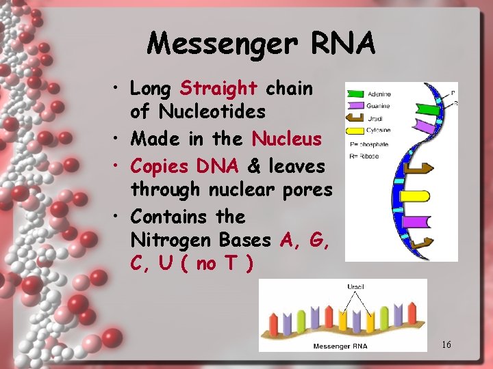 Messenger RNA • Long Straight chain of Nucleotides • Made in the Nucleus • Messenger RNA • Long Straight chain of Nucleotides • Made in the Nucleus •