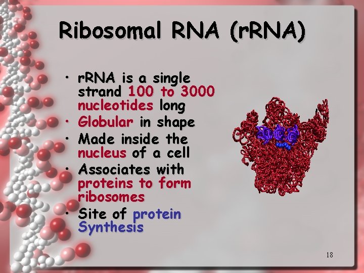 Ribosomal RNA (r. RNA) • r. RNA is a single strand 100 to 3000 Ribosomal RNA (r. RNA) • r. RNA is a single strand 100 to 3000