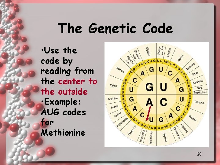The Genetic Code • Use the code by reading from the center to the The Genetic Code • Use the code by reading from the center to the