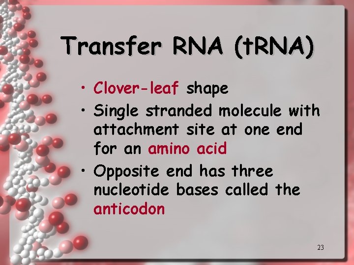 Transfer RNA (t. RNA) • Clover-leaf shape • Single stranded molecule with attachment site Transfer RNA (t. RNA) • Clover-leaf shape • Single stranded molecule with attachment site