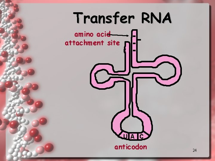 Transfer RNA amino acid attachment site U A C anticodon 24 Transfer RNA amino acid attachment site U A C anticodon 24