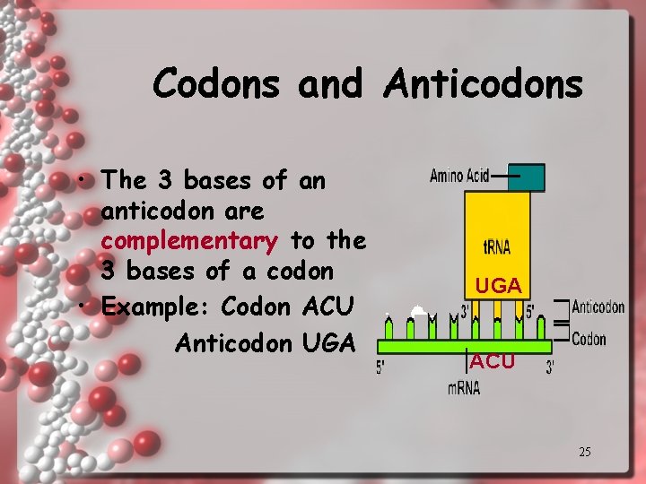 Codons and Anticodons • The 3 bases of an anticodon are complementary to the Codons and Anticodons • The 3 bases of an anticodon are complementary to the