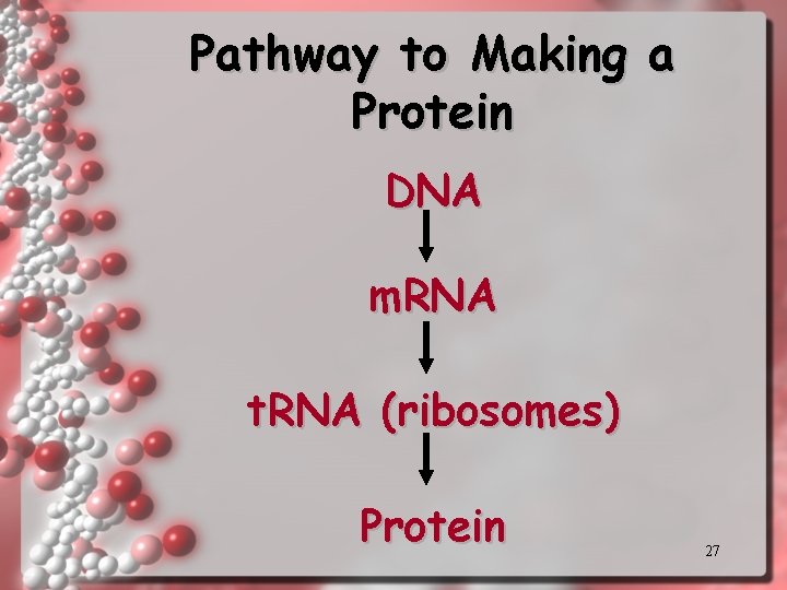Pathway to Making a Protein DNA m. RNA t. RNA (ribosomes) Protein 27 Pathway to Making a Protein DNA m. RNA t. RNA (ribosomes) Protein 27
