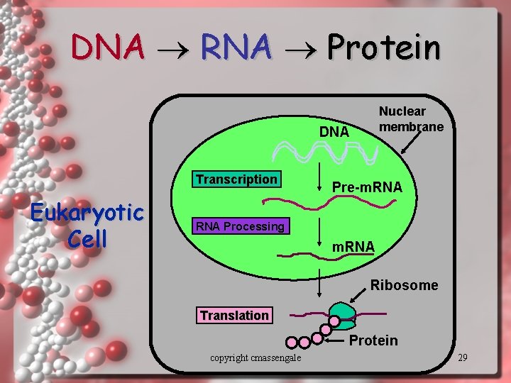 DNA RNA Protein Nuclear membrane DNA Transcription Eukaryotic Cell Pre-m. RNA Processing m. RNA DNA RNA Protein Nuclear membrane DNA Transcription Eukaryotic Cell Pre-m. RNA Processing m. RNA