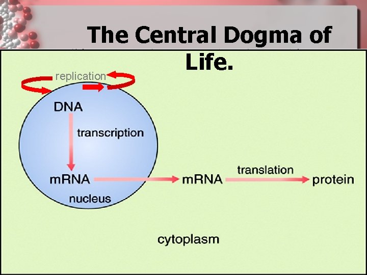 The Central Dogma of Life. replication The Central Dogma of Life. replication