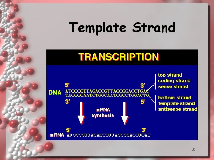 Template Strand 31 Template Strand 31