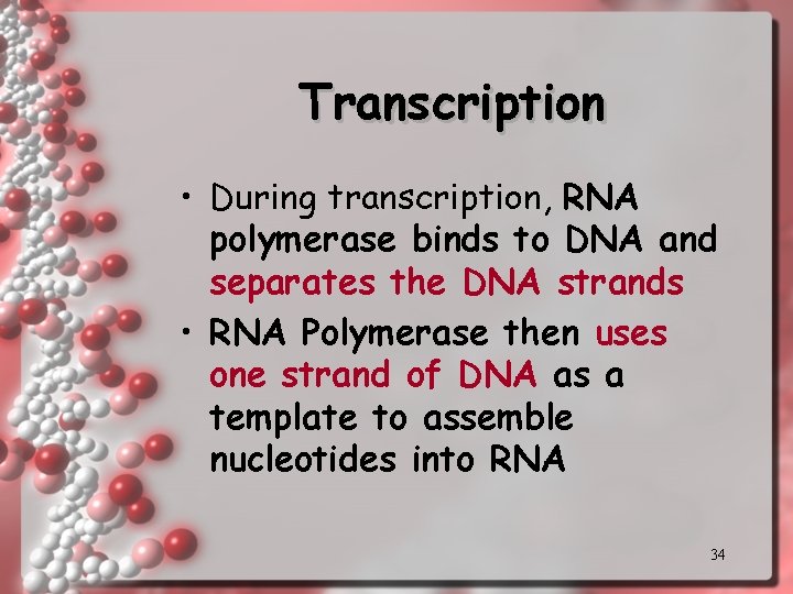 Transcription • During transcription, RNA polymerase binds to DNA and separates the DNA strands Transcription • During transcription, RNA polymerase binds to DNA and separates the DNA strands