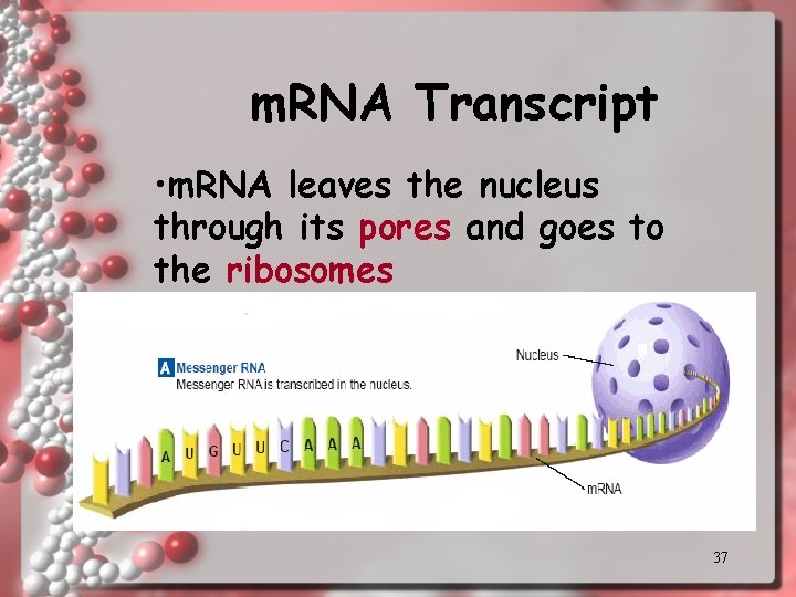 m. RNA Transcript • m. RNA leaves the nucleus through its pores and goes m. RNA Transcript • m. RNA leaves the nucleus through its pores and goes