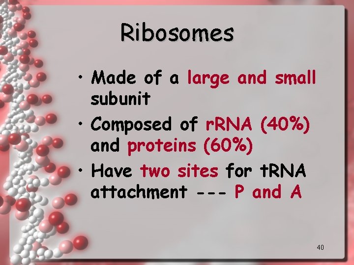 Ribosomes • Made of a large and small subunit • Composed of r. RNA Ribosomes • Made of a large and small subunit • Composed of r. RNA