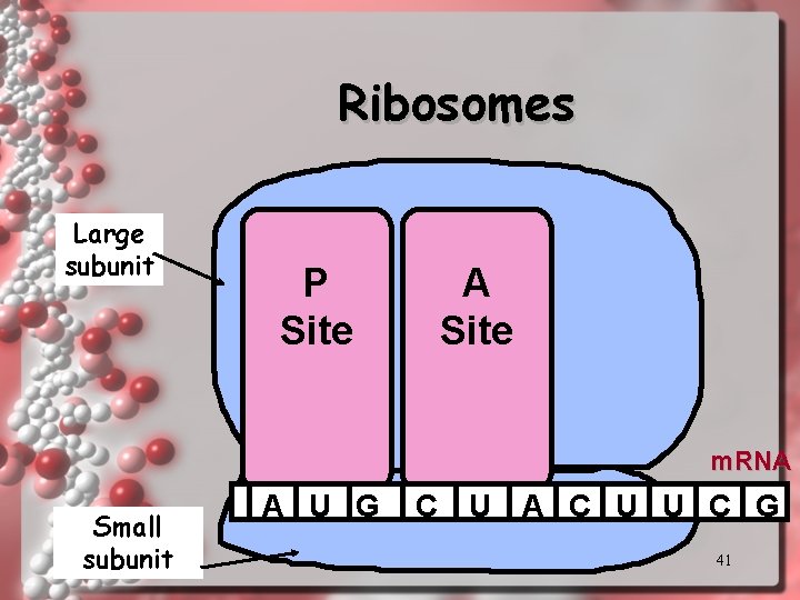 Ribosomes Large subunit P Site A Site m. RNA Small subunit A U G Ribosomes Large subunit P Site A Site m. RNA Small subunit A U G