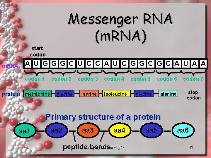 Messenger RNA (m. RNA) start codon m. RNA A U G G G C Messenger RNA (m. RNA) start codon m. RNA A U G G G C