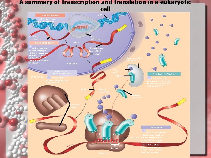 A summary of transcription and translation in a eukaryotic cell DNA TRANSCRIPTION 1 RNA A summary of transcription and translation in a eukaryotic cell DNA TRANSCRIPTION 1 RNA