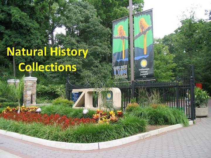 Natural History Collections 